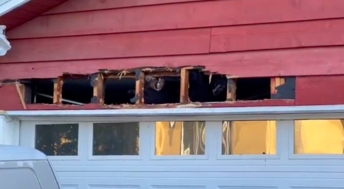 VIDEO: Bear stuck in garage in BC tries to claw its way out